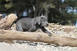 CANE CORSO 473